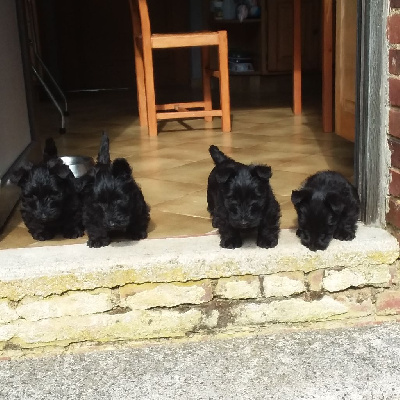 de la Chapelle Madame - Scottish Terrier - Portée née le 23/05/2024