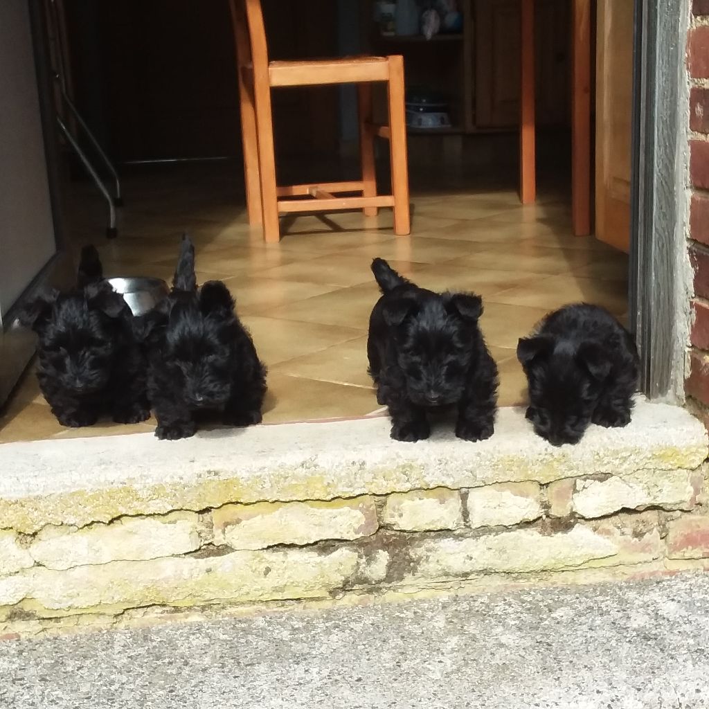 Chiot Scottish Terrier de la Chapelle Madame