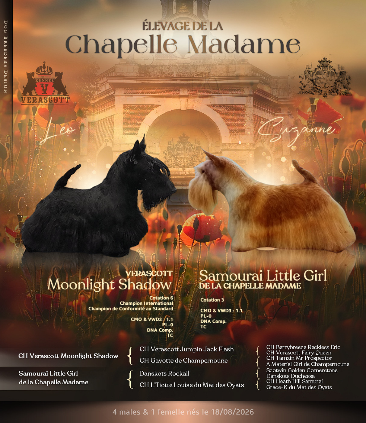 de la Chapelle Madame - Chiots disponibles - Scottish Terrier