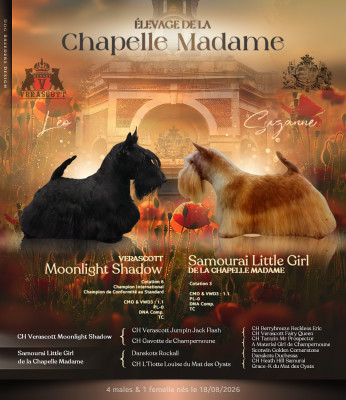 Chiot N°4